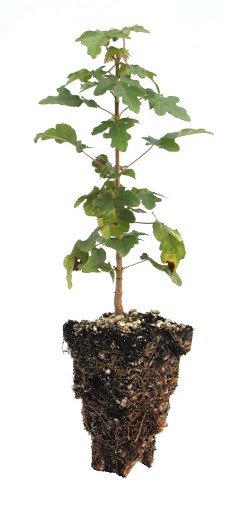 stage 1 seedling