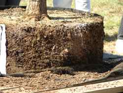 fibrous roots at container wall do not circle