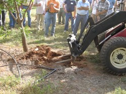 forklift blades rip tree from landscape soil